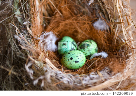 bird nest on tree branch with three eggs inside, bird eggs on birds nest and feather in summer forest , eggs easter concept bird nest on tree branch with three eggs inside, bird eggs on birds nest and feather in summer forest , eggs easter concept 142209059