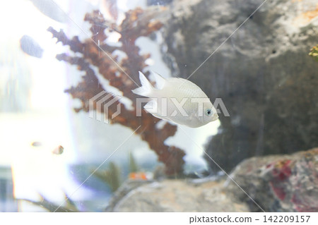 水族箱裡的雀鯛 142209157