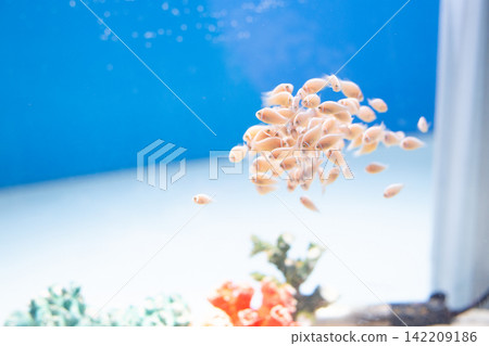 小丑魚在水族箱裡遊動 小丑魚在水族箱裡遊動 142209186