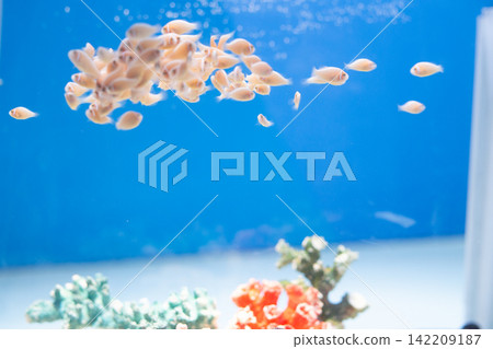 Clownfish swimming in an aquarium Clownfish swimming in an aquarium 142209187