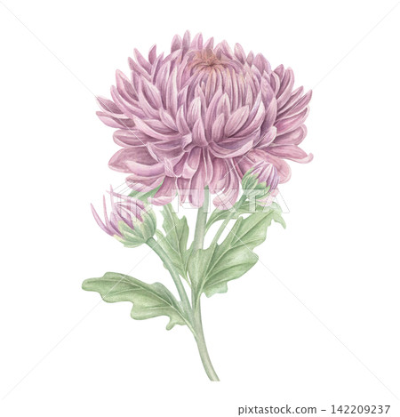 Watercolor chrysanthemum flower, garden mum or aster illustration on isolated background. Hand painted fully opened bloom with numerous slender, layered petals in soft mauve and lilac tones Watercolor chrysanthemum flower, garden mum or aster illustration on isolated background. Hand painted fully opened bloom with numerous slender, layered petals in soft mauve and lilac tones 142209237