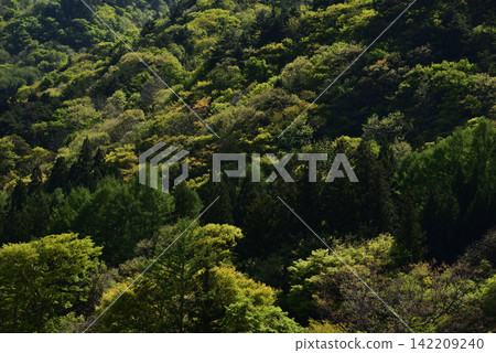 A landscape of mountain slopes covered in fresh greenery and lush forests. A landscape of mountain slopes covered in fresh greenery and lush forests. 142209240