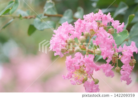 可愛的粉紅色花朵－紫薇 142209359