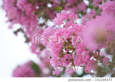 行道樹上的紫薇花 行道樹上的紫薇花 142209373