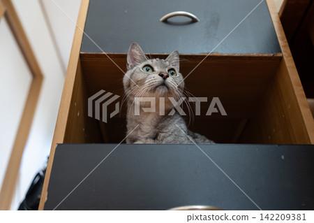 Cat in a storage box (mackerel tabby cat) Cat in a storage box (mackerel tabby cat) 142209381