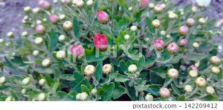 Close-up view of a green chrysanthemum plant with numerous unopened flower buds. A few bright pink buds are just beginning to open among the textured green leaves in a natural garden setting. Close-up view of a green chrysanthemum plant with numerous unopened flower buds. A few bright pink buds are just beginning to open among the textured green leaves in a natural garden setting. 142209412