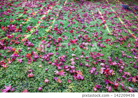 Autumn leaves fallen on a rose Autumn leaves fallen on a rose 142209436