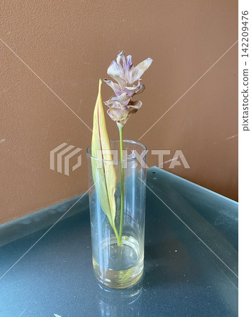 Cut flowers for machine learning: Eustoma (Lisianthus) from Aomori Prefecture [Strawberry Frill] 142209476