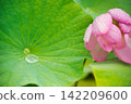 大顆雨滴落在荷葉上，粉紅色的花瓣被雨水打濕。 142209600