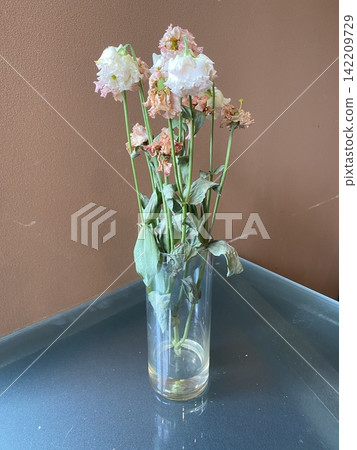Cut flowers for machine learning: Dried lisianthus from Aomori Prefecture [Strawberry Frill] 142209729
