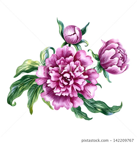 A bouquet of pink peonies. A hand drawn watercolor illustration. Perfect for designing cards, invitations and greetings. Suitable for textiles, labels, packaging and much more. A bouquet of pink peonies. A hand drawn watercolor illustration. Perfect for designing cards, invitations and greetings. Suitable for textiles, labels, packaging and much more. 142209767