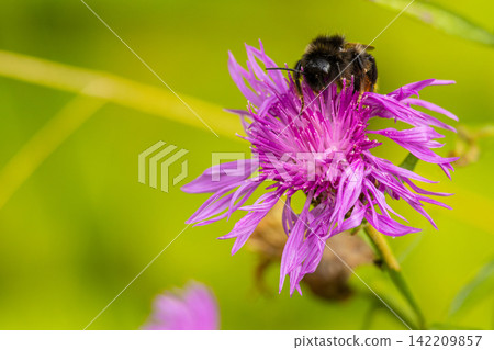 a bumble bee on a thistle flower a bumble bee on a thistle flower 142209857