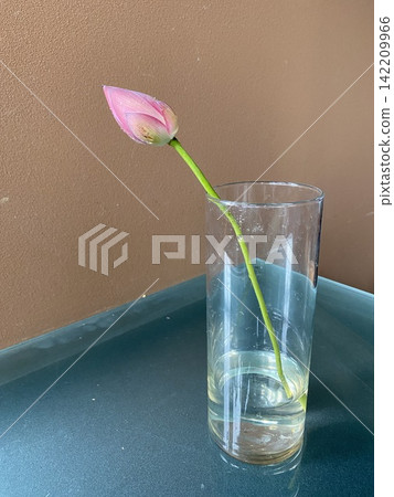 用於機器學習的花朵:來自愛知縣的蓮花 用於機器學習的花朵:來自愛知縣的蓮花 142209966