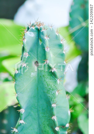 cactus , Fairytale castle or Cereus peruvianus cactus , Fairytale castle or Cereus peruvianus 142209987