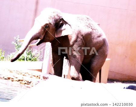 亞洲像是丸山動物園的熱門景點。 亞洲像是丸山動物園的熱門景點。 142210030