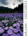 Kitayama Yuzen chrysanthemums bloom in the northernmost mountain village of Kyoto. 142210031