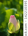 Lotus buds before blooming 142210395