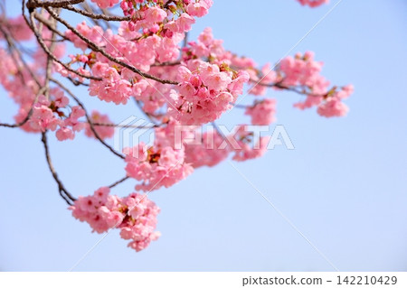 Early-blooming cherry blossoms in the sunlight Early-blooming cherry blossoms in the sunlight 142210429