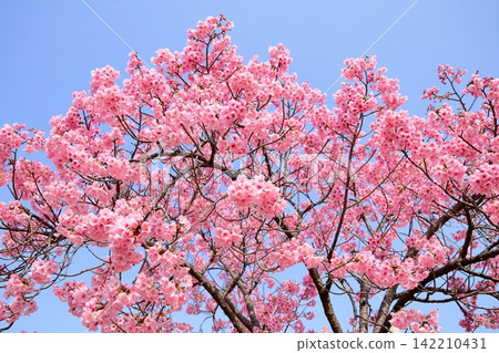 Early-blooming cherry blossoms in the sunlight Early-blooming cherry blossoms in the sunlight 142210431
