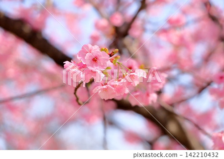 Early-blooming cherry blossoms in the sunlight Early-blooming cherry blossoms in the sunlight 142210432