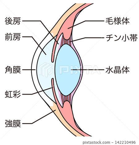 Structure of the eye: Cross-section of the eyeball Structure of the eye: Cross-section of the eyeball 142210496