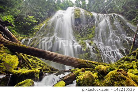 Waterfall in Lush Mossy Forest with Fallen Log Waterfall in Lush Mossy Forest with Fallen Log 142210529