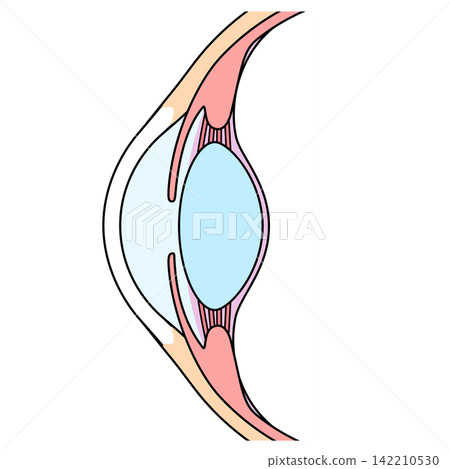 Structure of the eye: Cross-section of the eyeball Structure of the eye: Cross-section of the eyeball 142210530