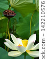 White lotus flower and withered receptacle 142210576