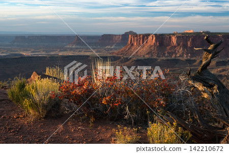 Desert Canyon Landscape at Golden Hour with Red Rock Mesas Desert Canyon Landscape at Golden Hour with Red Rock Mesas 142210672
