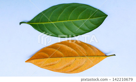Jackfruit leaves are green and orange against a white background. Jackfruit leaves are green and orange against a white background. 142210679