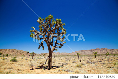 Joshua Tree in Mojave Desert Landscape Under Clear Blue Sky Joshua Tree in Mojave Desert Landscape Under Clear Blue Sky 142210689