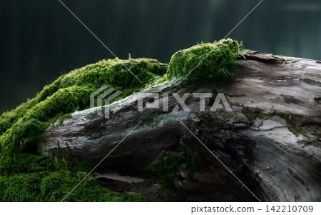Mossy Forest Log Close-Up with Natural Wood Texture 142210709