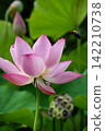 Pink lotus flower and carpenter bee 142210738