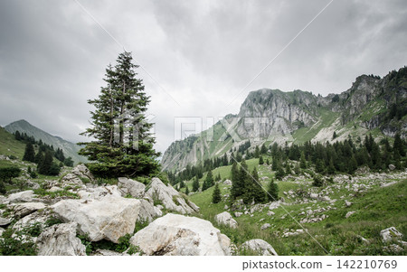 Mountain Landscape with Pine Forest and Stormy Sky 142210769