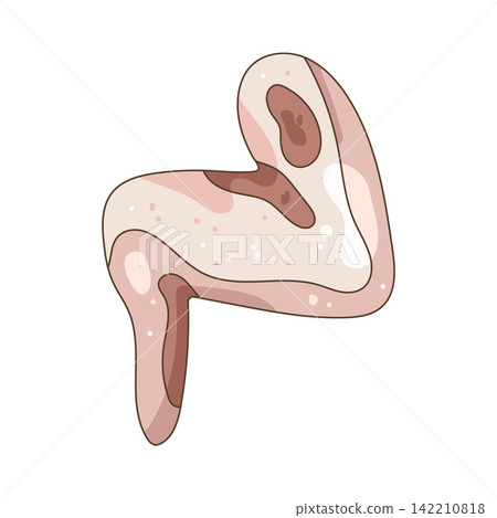 Illustration of raw chicken wing Illustration of raw chicken wing 142210818