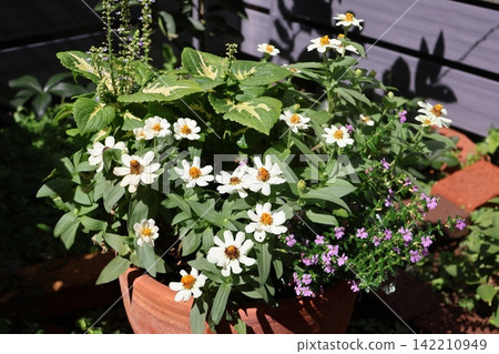 A mixed planting of white zinnias and coleus. 142210949