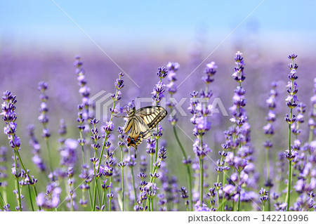 A swallowtail butterfly feeding on nectar in a lavender field in Minami-Furano, Hokkaido [July] 142210996