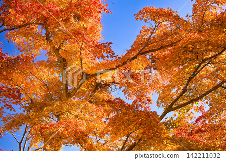 紅色、黃色和橙色的條紋(秋葉)為秋天的天空增添了色彩。 紅色、黃色和橙色的條紋(秋葉)為秋天的天空增添了色彩。 142211032