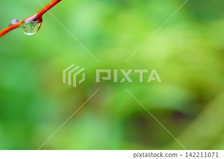 Dewdrops on the tips of branches stand out against the green background. Dewdrops on the tips of branches stand out against the green background. 142211071