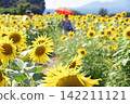 Sunflower Maze at Kamitsukeno Haniwa Village 142211121