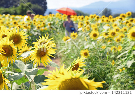 Sunflower Maze at Kamitsukeno Haniwa Village Sunflower Maze at Kamitsukeno Haniwa Village 142211121