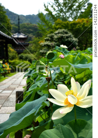 White lotus flowers and a three-story pagoda White lotus flowers and a three-story pagoda 142211244