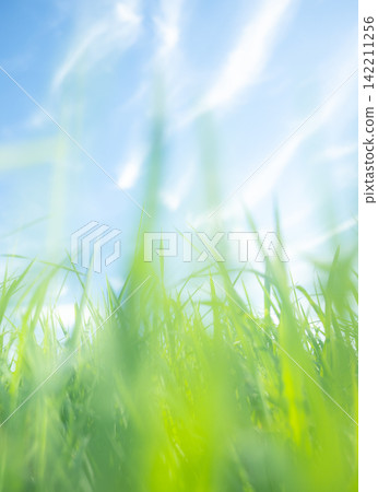 Summer grass and a refreshing summer sky, Hiruzen Highlands Summer grass and a refreshing summer sky, Hiruzen Highlands 142211256