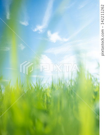 夏日的草和清爽的夏日天空,蒜山高原 夏日的草和清爽的夏日天空,蒜山高原 142211262
