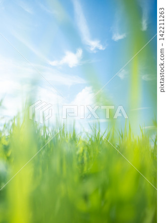 Summer grass and a refreshing summer sky, Hiruzen Highlands Summer grass and a refreshing summer sky, Hiruzen Highlands 142211263