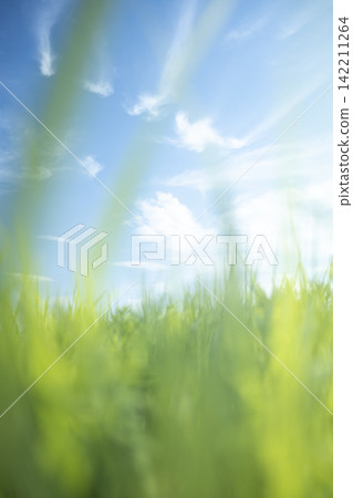 夏日的草和清爽的夏日天空，蒜山高原 142211264