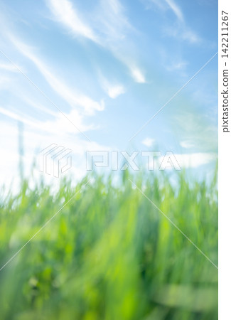 Summer grass and a refreshing summer sky, Hiruzen Highlands Summer grass and a refreshing summer sky, Hiruzen Highlands 142211267
