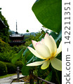 A three-story pagoda seen through white lotus flowers 142211351