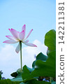 Pink lotus flowers stand out against the blue sky. 142211381