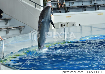 Aquarium: Leaping Bottlenose Dolphins Aquarium: Leaping Bottlenose Dolphins 142211441